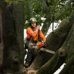 arborist