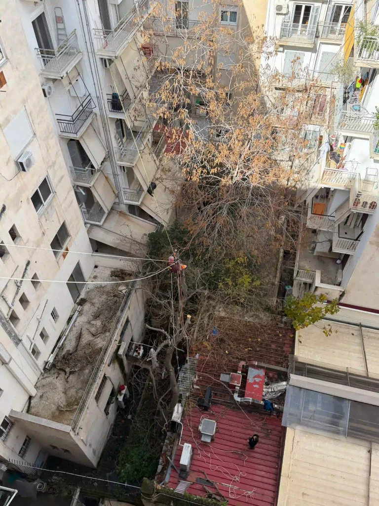 Κοπή Ψηλού Δέντρου στο Κέντρο της Αθήνας